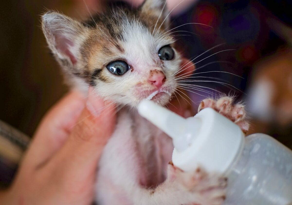 Free stock photo of animal, animals, baby